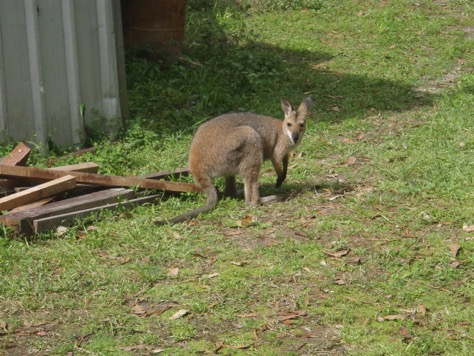Kangaroo in back yard